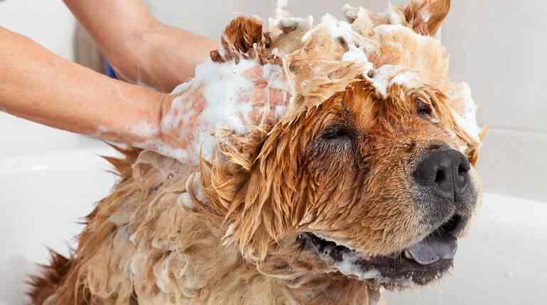 Dog Grooming Abu Dhabi