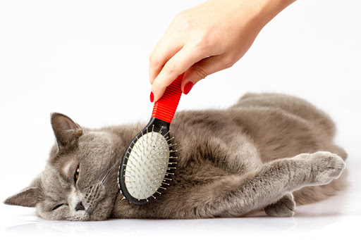 cat grooming at salon