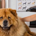 dog grooming at salon