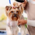 dog grooming at salon