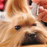 dog grooming at salon