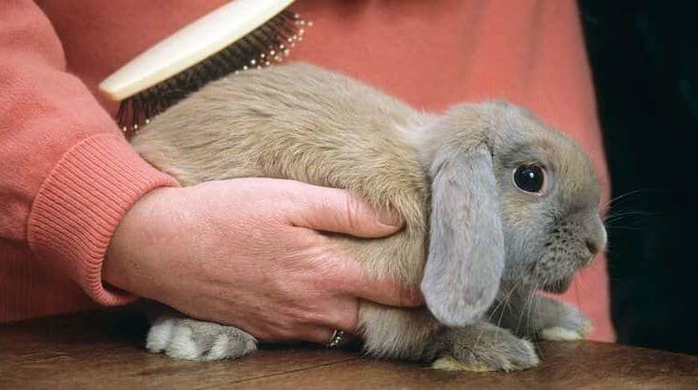 Rabbit Grooming Abu Dhabi