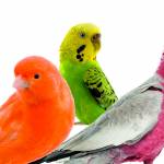 pink, green and orange parrots