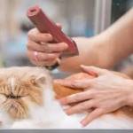 cat grooming