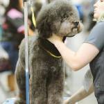 dog grooming