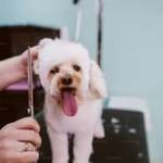 dog grooming