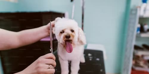 dog grooming