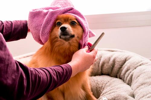 Dog Grooming in Al Ain