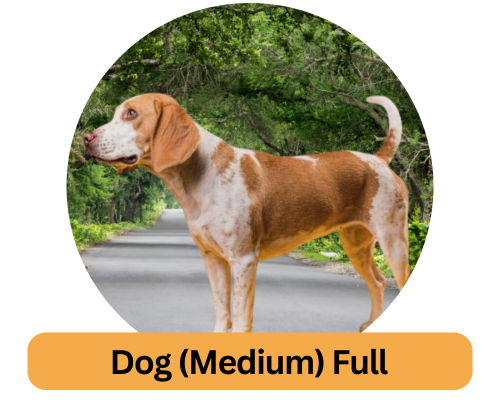 Dog (Medium) Full