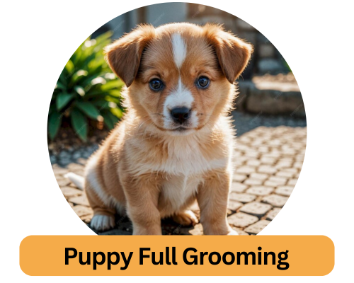 Puppy Full Grooming