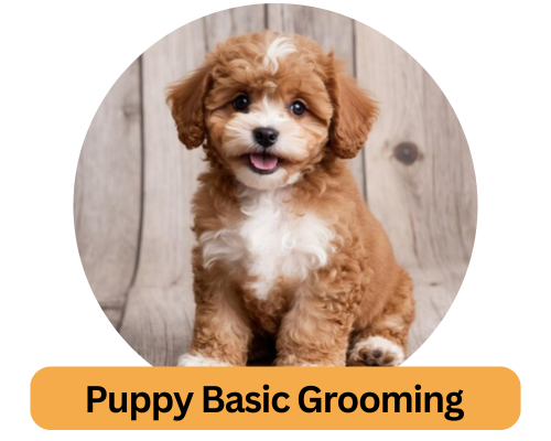 Puppy Basic Grooming