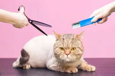 cat grooming