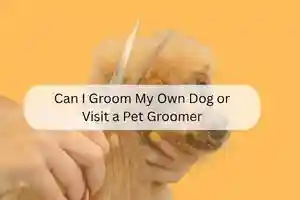 Can I Groom My Own Dog