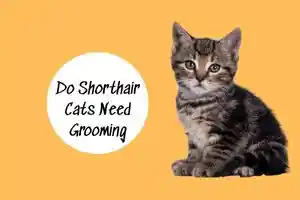 Do Shorthair Cats Need Grooming