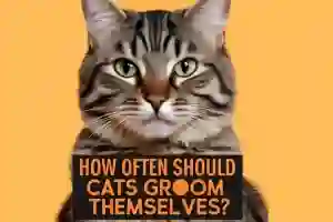 How Often Should Cats Groom Themselves