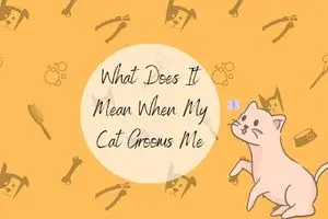 What Does It Mean When My Cat Grooms Me