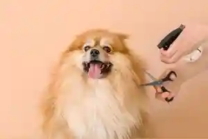 Dog Grooming Abu Dhabi