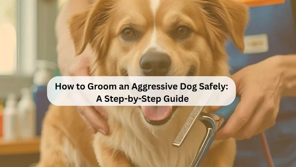 How to Groom an Aggressive Dog