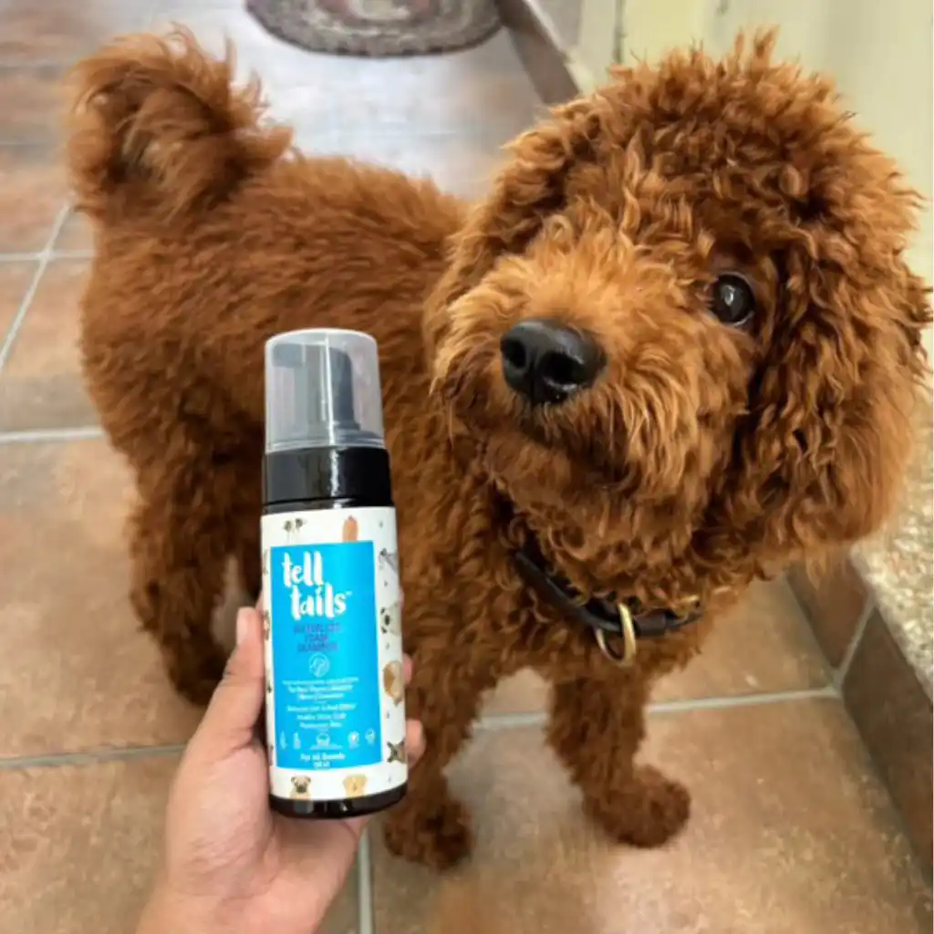 Can I Use Dry Shampoo on My Dog