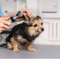Do Dogs Have Earwax Everything UAE Pet Owners Should Know