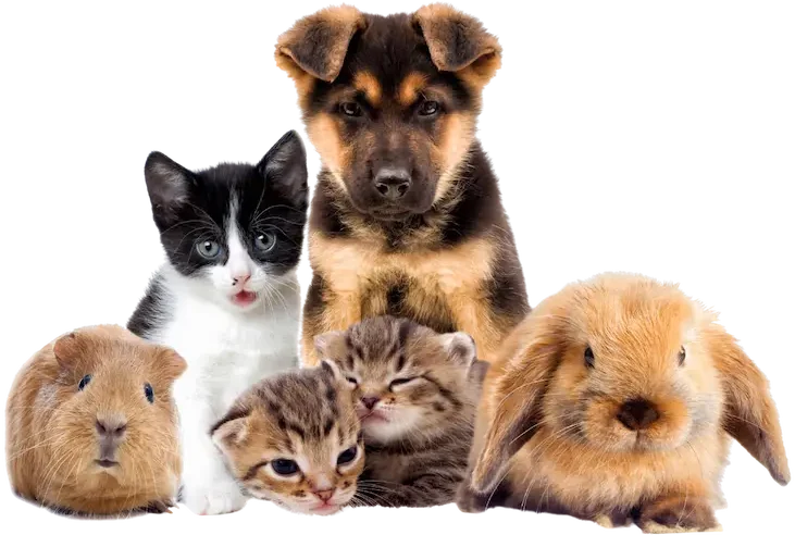 best pet grooming services in abu dhabi