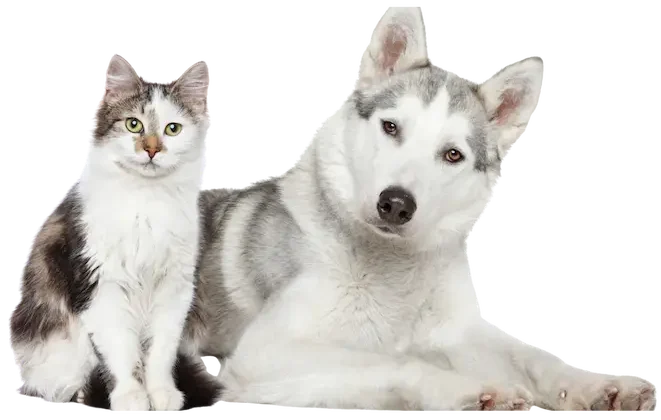 Dog Grooming Salon