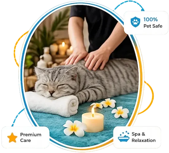 Cat Grooming salon in Abu Dhabi
