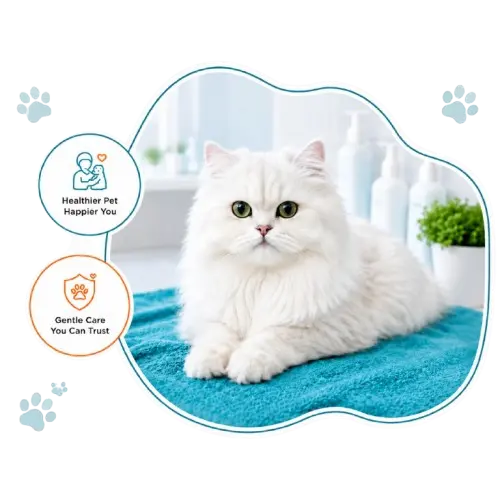 Cat Grooming Abu Dhabi