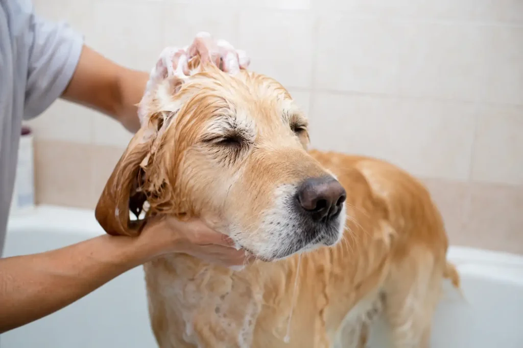 Why Does My Dog Still Smell After a Bath
